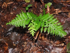 Selaginella exaltata