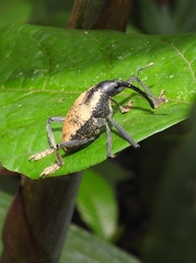 Rhinastus latisternus