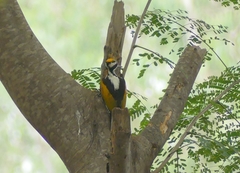 Chrysocolaptes festivus