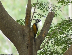 Chrysocolaptes festivus