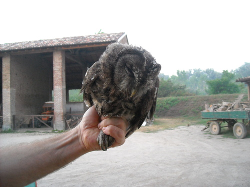 Strix aluco