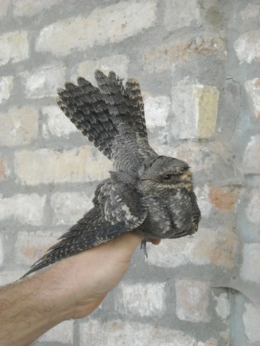 Caprimulgus europaeus