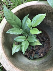 Heptapleurum actinophyllum