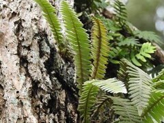 Pleopeltis bombycina