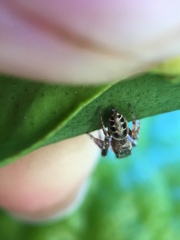 Metaphidippus