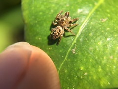 Metaphidippus