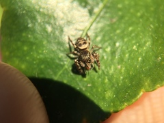 Metaphidippus