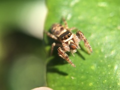 Metaphidippus