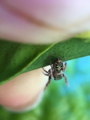 Metaphidippus