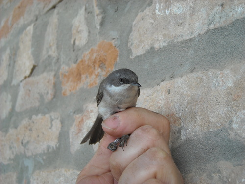 Curruca curruca