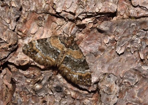 Perizoma taeniata (Stephens, 1831)