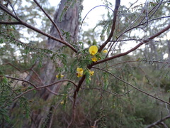 Pultenaea hispidula