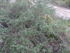 Pultenaea hispidula