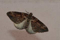 Catarhoe basochesiata