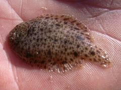Trinectes maculatus