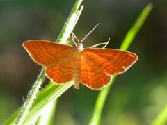 Idaea ochrata