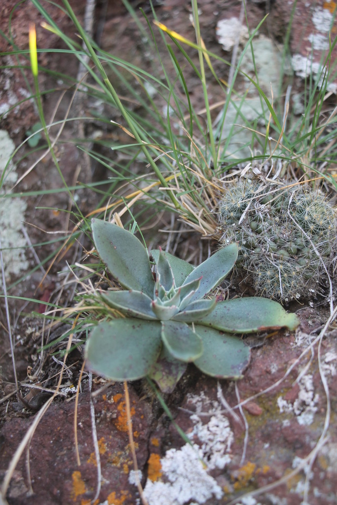 Echeveria paniculata A.Gray