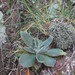 Echeveria paniculata maculata - Photo (c) Abraham Sánchez Romero, μερικά δικαιώματα διατηρούνται (CC BY), uploaded by Abraham Sánchez Romero