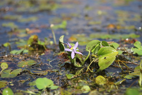 Image of Roundleaf Mud-Plantain (Heteranthera rotundifolia) by (c) Abraham Sánchez Romero, some rights reserved (CC BY)