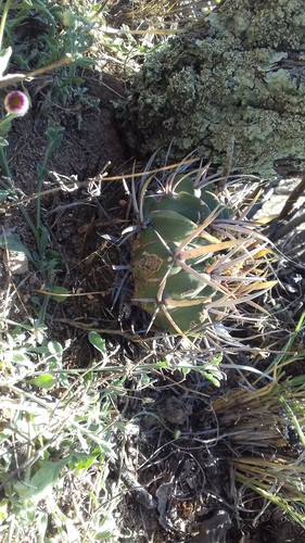 Stenocactus coptonogonus