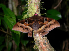 Cyligramma disturbans