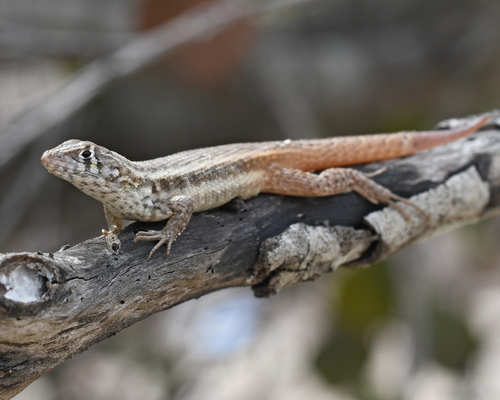 Cochran's Curlytail Lizard, Leiocephalus vinculum