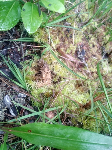 Image of Sphagnum angermanicum by (c) Chris Hoess, some rights reserved (CC BY-SA)