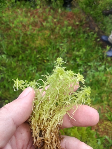 Image of Sphagnum angermanicum by (c) Chris Hoess, some rights reserved (CC BY-SA)