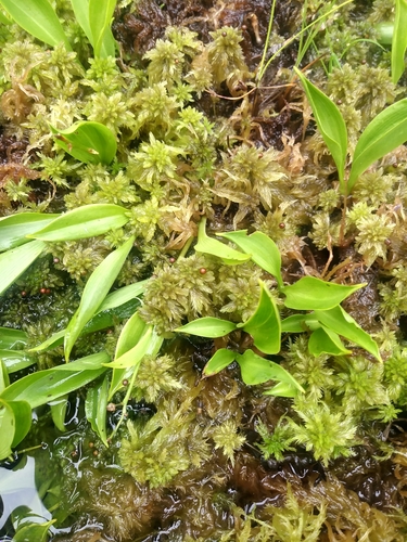 Giant Peatmoss (Sphagnum torreyanum)