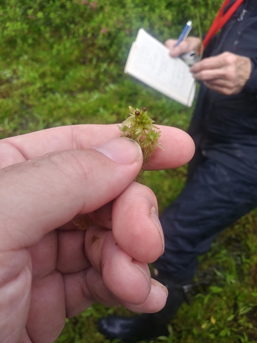 Image of Sphagnum torreyanum by (c) Chris Hoess, some rights reserved (CC BY-SA)