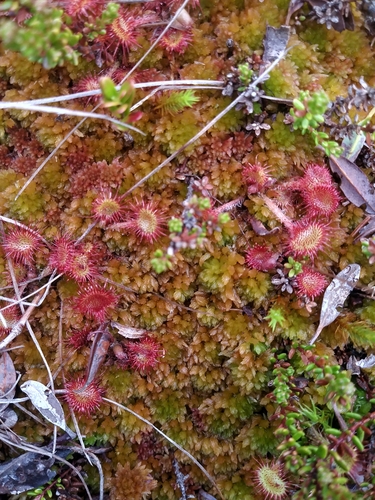 Image of Sphagnum flavicomans by (c) Chris Hoess, some rights reserved (CC BY-SA)
