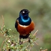 Superb Starling - Photo (c) mikeloomis, some rights reserved (CC BY-NC), uploaded by mikeloomis