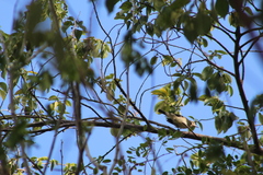 Vireo magister