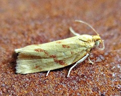 Clepsis pallidana