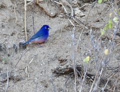 Passerina rositae