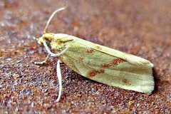 Clepsis pallidana
