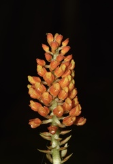 Elleanthus hymenophorus