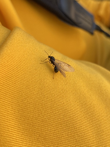 iNaturalist observation photo of Ants