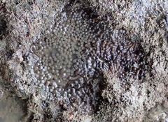 Zoanthus sansibaricus