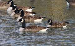 Branta hutchinsii hutchinsii