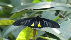 Troides minos