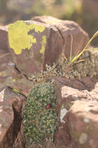 Mammillaria mercadensis
