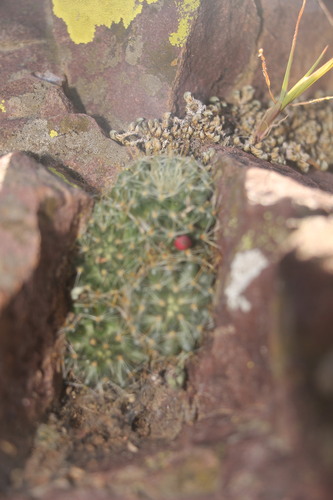 Mammillaria mercadensis