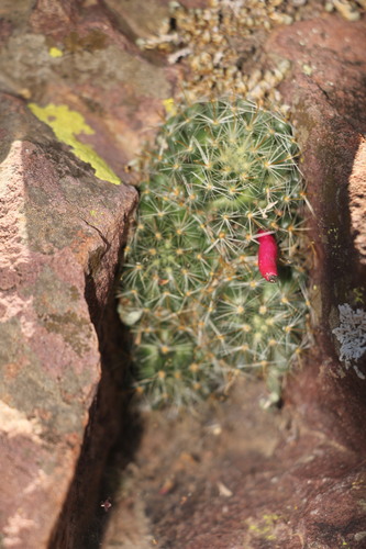 Mammillaria mercadensis