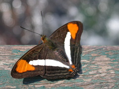 Adelpha epizygis