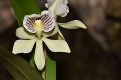 Prosthechea radiata