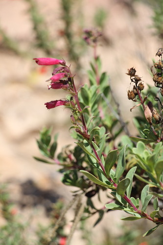 Image of Penstemon coriaceus by (c) Abraham Sánchez Romero, some rights reserved (CC BY)
