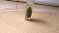 Porcellio ornatus