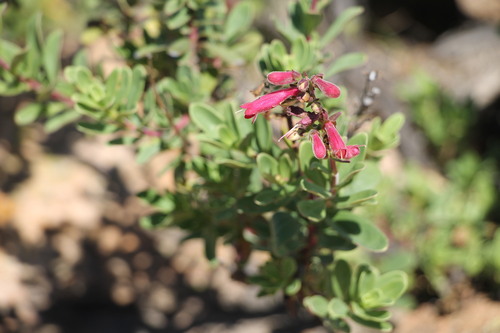 Image of Penstemon coriaceus by (c) Abraham Sánchez Romero, some rights reserved (CC BY)