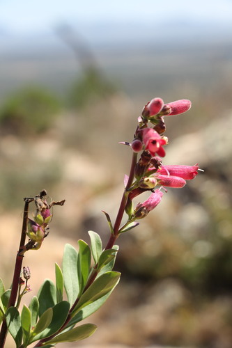 Image of Penstemon coriaceus by (c) Abraham Sánchez Romero, some rights reserved (CC BY)